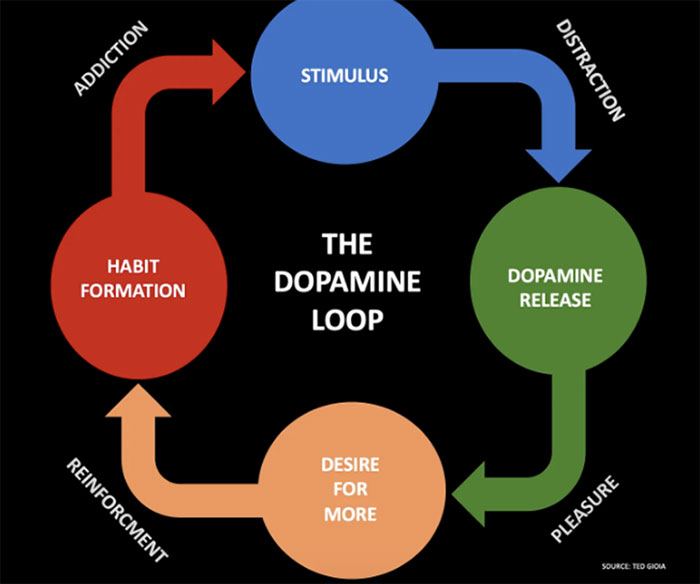 Dopamine Reward System | Pathway, Simulation & Effects - Study.com